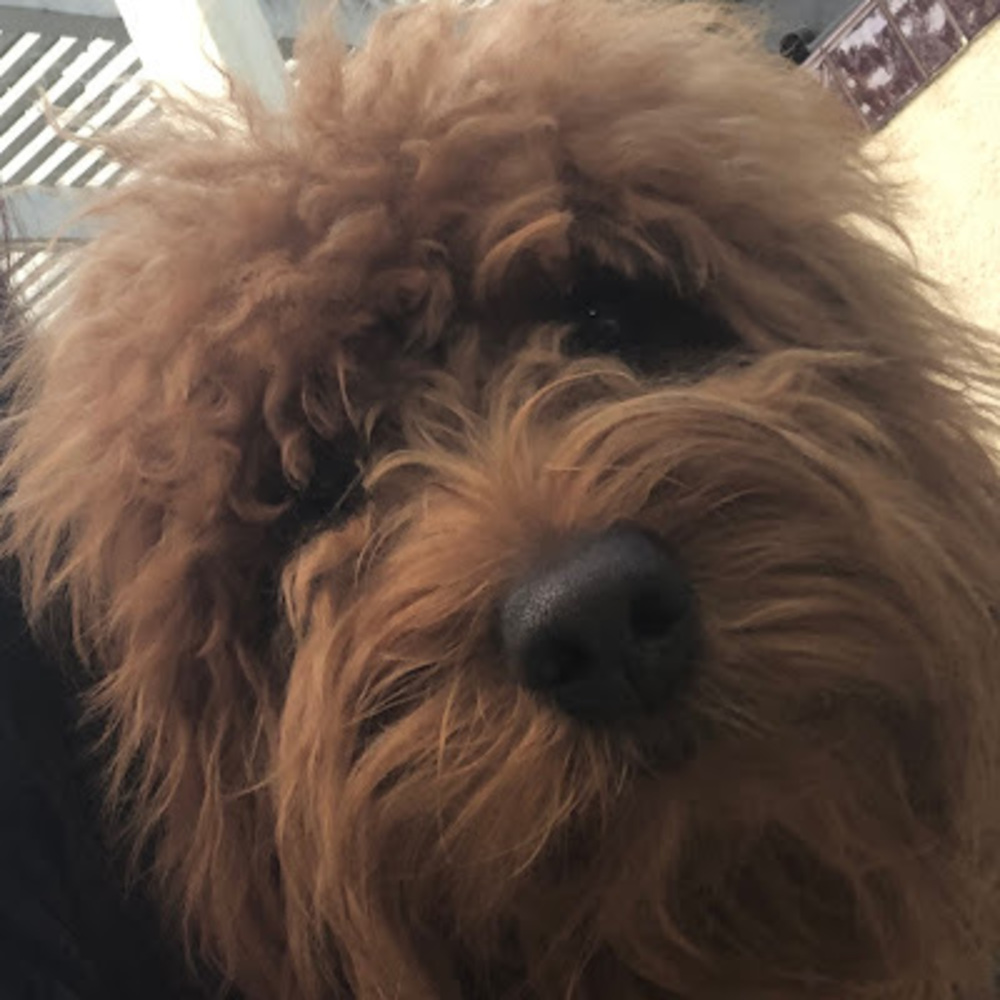 Meet your Posher, Candy